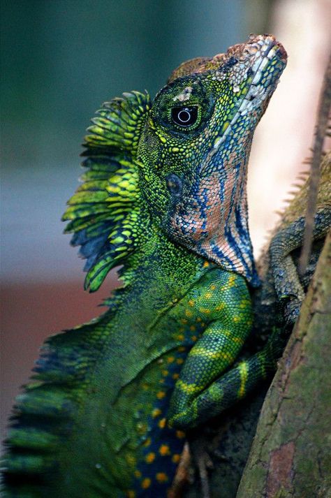 Great Anglehead Lizard Gonocephalus grandis by Oliver Senholdt on 500px Wedding Dresses Country, Country Wedding Ideas, Dresses Country, Cottage Home Decor, Home Decor Country, Cute Reptiles, Chameleons, Interesting Animals, Cottage Home