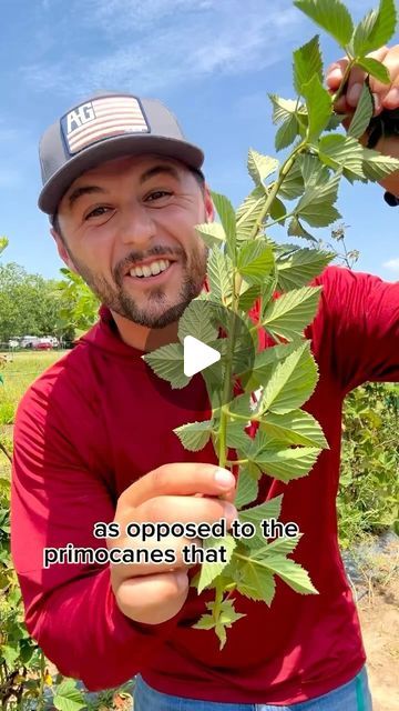 Farmer.Froberg on Instagram: "•How to prune •
•
#pruning #blackberries #garden #gardening #growingtips #blackberry" Pruning Blackberry Bushes, Blackberry Pruning, Pruning Blackberries, Prune Fruit, Berry Picking, Vegetable Garden, Blackberry, Farmer, Berry