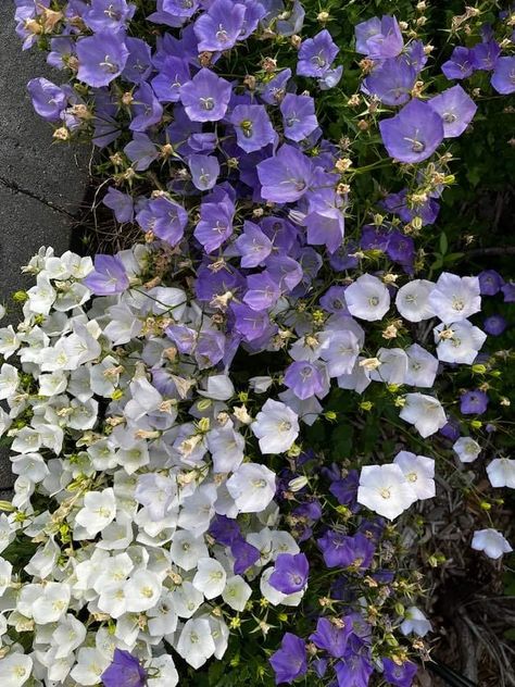 Bellflowers Aesthetic, Bellflower Aesthetic, Witchy Garden, Live Earth, Lily Of The Valley Flowers, Valley Flowers, Purple Garden, Botanical Beauty, Purple Aesthetic