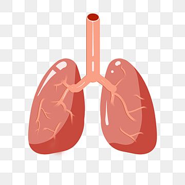 lung vector illustration,hand drawn lungs,human organs,cartoon lungs,hand drawn cartoon lungs,lung illustration,human lungs,lungs illustration,hand clipart,cartoon clipart,drawn clipart Paru Paru Aesthetic, Lungs Illustration, Lungs Drawing, Elephant Background, Paru Paru, Human Organs, Human Lungs, Purple House, House Poster