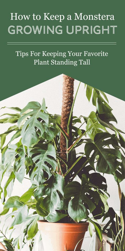 Support For Monstera Plant, Monstera Deliciosa Moss Pole, Monstera Adansonii Trellis Ideas, Monstera With Moss Pole, Stake Monstera Plant, Monstera Deliciosa Support, How To Use A Moss Pole Monstera, How To Tie Up Monstera Plant, Diy Plant Support Pole