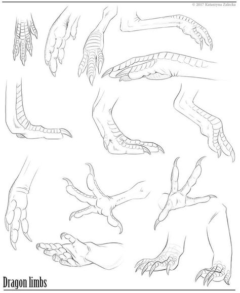 Dragon Hand Drawing, Anthro Paws, Dragon Hands, Dragon Poses, Dragon Anatomy, Dinosaur Sketch, Walpapers Cute, Drawing Hands, Dragon Sketch