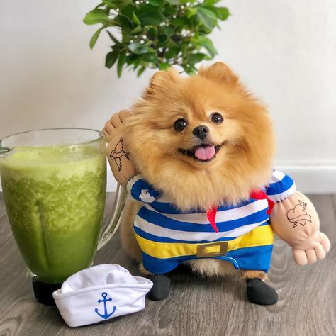 Animal Smile, Dog Education, Diy Costume, Pomeranian Puppy, Dog Cute, Diy Crafts Room Decor, Amazing Diy, Green Juice, Dog Dog