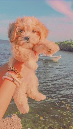 Preppy Dog, Walpapers Cute, Cute Dogs Images, Very Cute Puppies, Super Cute Puppies, Cute Small Animals, Cute Dog Photos, Cute Animals Puppies, Very Cute Dogs