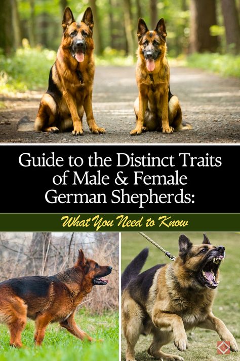 🐾 Male and female German Shepherds have key differences that might surprise you! Learn how their personalities, training needs, and physical traits differ, and which one might be the best companion for your lifestyle. Perfect for potential owners exploring this popular breed. #GermanShepherd #DogBreeds #PetCare Physical Traits, Female German Shepherd, Male Vs Female, German Shepherd Gifts, Different Dogs, Mixed Breed, German Shepherds, Male And Female, Cats Meow