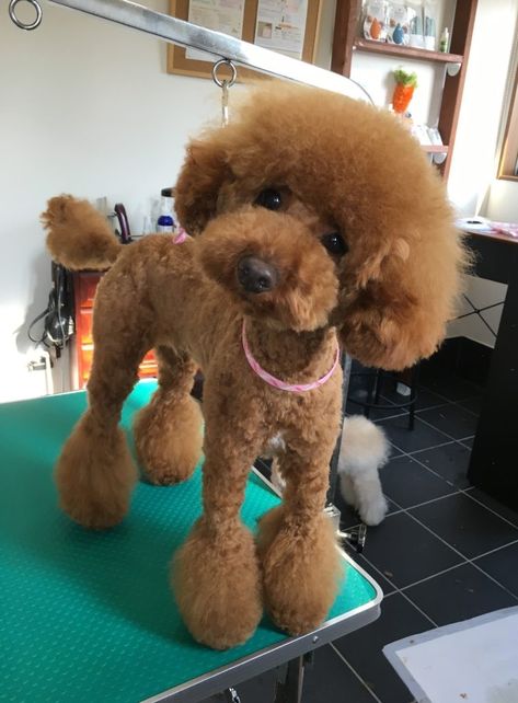 Cute Poodle Haircut, Funny Poodle Haircuts, Shaved Poodle Haircut, Poodle Cuts Pet Grooming, Short Poodle Haircut, Mini Poodle Haircut, Mini Poodle Haircut Styles, Poodle Grooming Styles, Maltipoo Haircut Styles