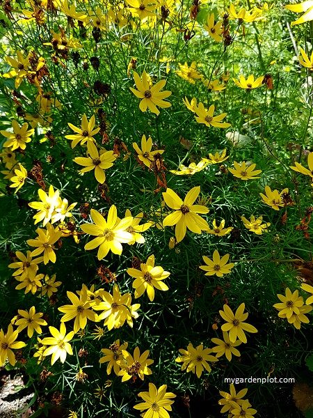 How To Grow Coreopsis | Planting And Care Guide For Tickseed Tickseed Perennials, Tickseed Coreopsis, Garden 2023, Summer Gardening, Grow Wildflowers, Deer Resistant Plants, Garden Plots, Butterfly Plants, Garden Fun