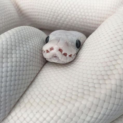 White Cobra Snake, Albino Snake Aesthetic, Cute White Snake, White Snake Aesthetic, White Snake Art, Albino Snakes, Aesthetic Snakes, Snake Core, Snakes White