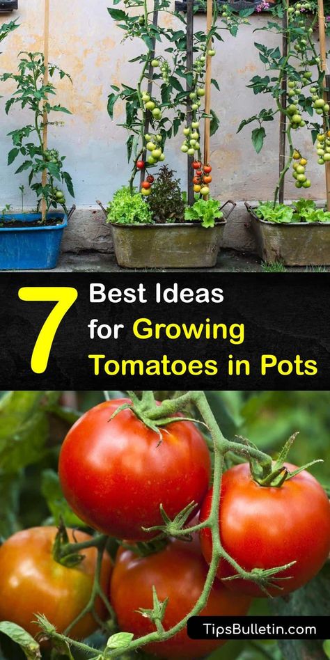 Tanaman Tomat, Growing Cherry Tomatoes, Plantarea Legumelor, Growing Tomatoes Indoors, Tomatoes Growing, Growing Tomatoes From Seed, Tips For Growing Tomatoes, Growing Organic Tomatoes, Growing Tomato Plants