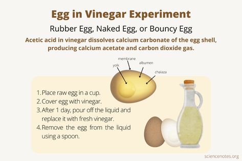 Bouncy Egg Experiment, Egg In Vinegar, Egg Experiment, Bouncy Egg, Rubber Egg, Floating Eggs, Egg Experiments, Summer Stem, Soft Egg