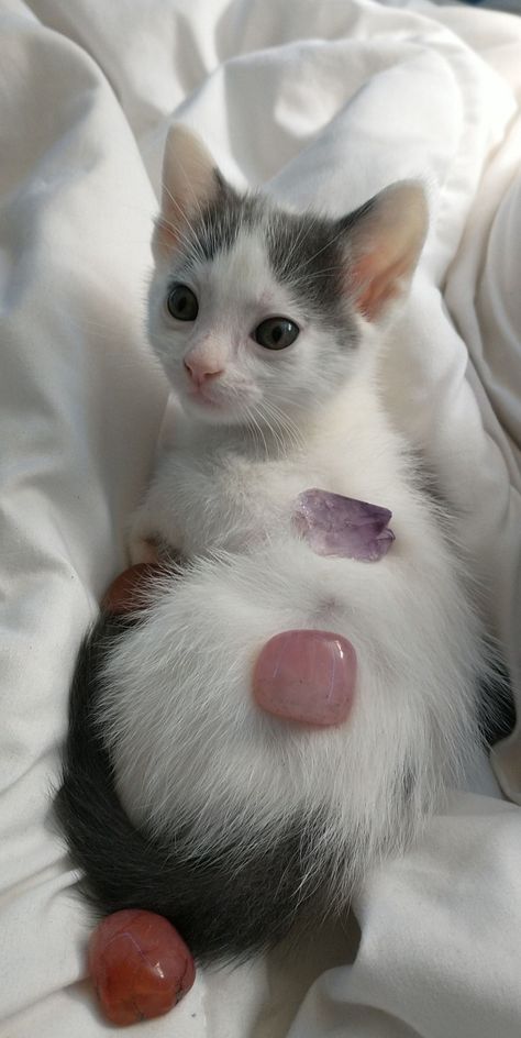 white gray kitten with spots crystals on kitten rose quartz Carnelian amethyst White Cat With Grey Spots, Cats With Crystals, Cat With Spots, Cat With Crystals, Cats And Crystals, Cat Crystals, Kitten Aesthetic, Gray And White Cat, Gray Kitten