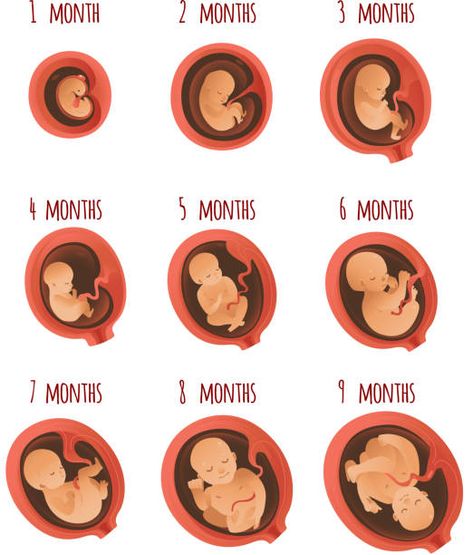 Embryo Drawing, Midwifery Art, Embryo Art, Embryo Development, Anatomy Education, Healthcare Infographics, Human Embryo, Biology Projects, Illustration Process