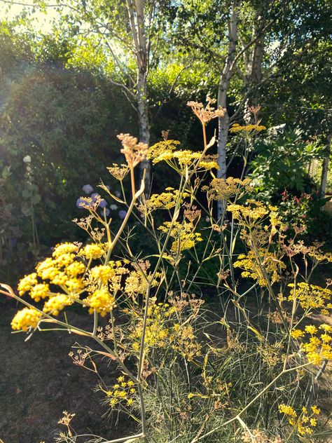 Fennel Flower, Bronze Fennel, Jewel Garden, Lincoln Road, Pink Lemon, Side Garden, Native Garden, Garden Of Eden, Growing Food