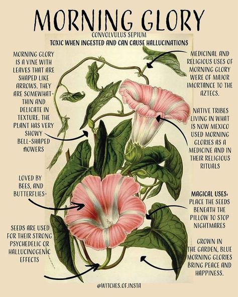 Witches of Instagram on Instagram: “Today's magickal plant is Morning Glory.⁠ ⁠ Although the morning glory is widely recognized where ever it grows, the plant lives under a…” Glory Poster, Symbole Viking, Magickal Herbs, Witch Herbs, Green Witchcraft, Magia Das Ervas, Plant Magic, Magic Herbs, Magical Herbs