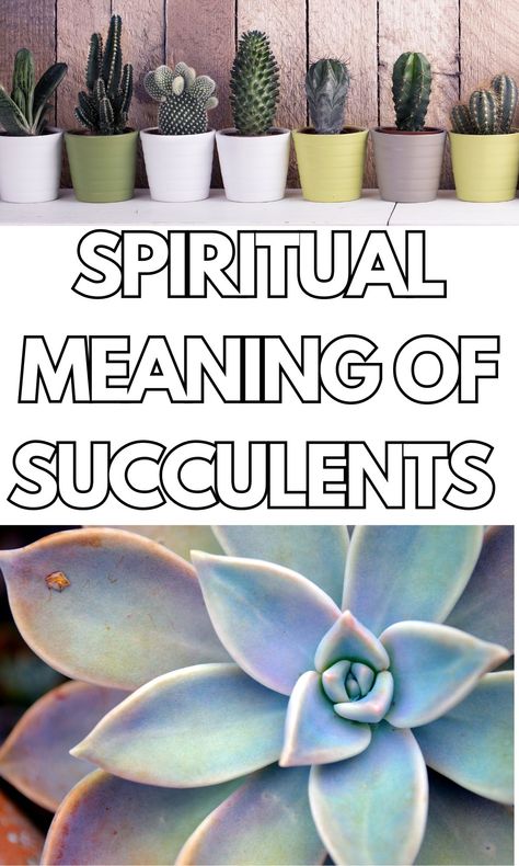 The Deep Symbolic and Spiritual Meaning of Succulents - On Your Journey Spiritual Meaning Of Plants, Cactus Spiritual Meaning, Cactus Symbolism Meaning, Succulent Meaning, Ponytail Plant, Nature Signs, Witchcraft Meaning, Plant Meanings, Feng Shui Principles