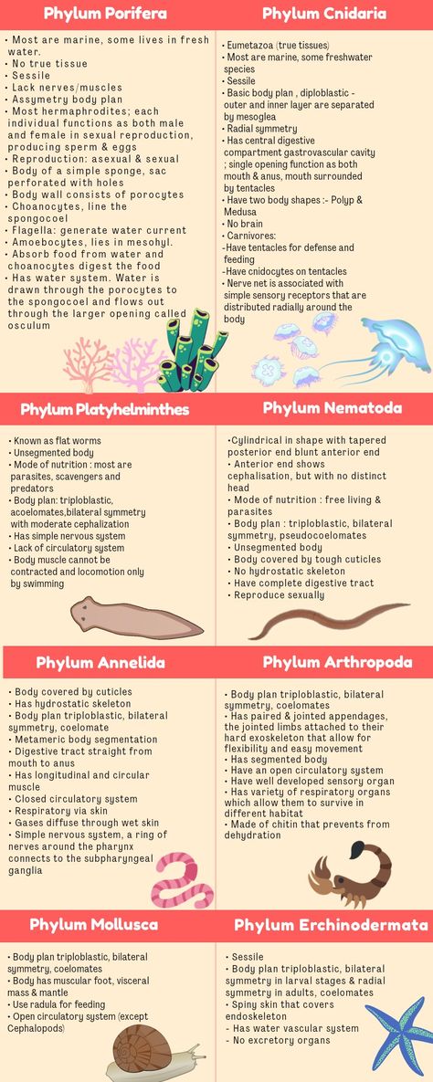 Phylum Platyhelminthes Notes, Msc Zoology Notes, Gate Biotechnology Notes, Animal Diversity Biology Notes, Phylum Cnidaria Notes, Phylum Porifera Notes, Kingdom Animalia Notes, Zoology Notes, Medical Terminology Study