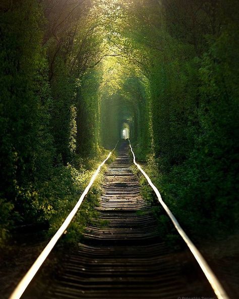 “Tunnel of Love” in Klevan, Ukraine | 17 Real Places That Are Probably Portals To The Wizarding World Look Wallpaper, Tunnel Of Love, Abandoned Train, Train Tracks, Lviv, Magical Places, Abandoned Places, Kiev, Wizarding World