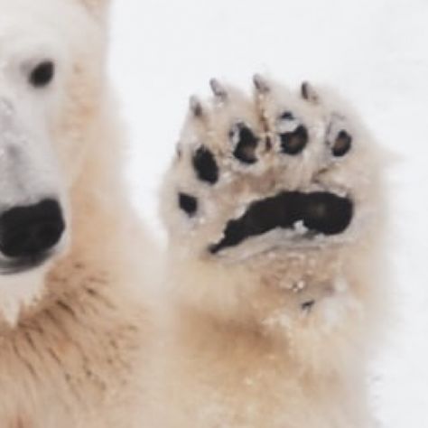 Polar Bear Paws, Bear Character Design, Polar Bear Paw, Polar Bear Facts, Bear Facts, Ooey Gooey Butter Cake, Cream Cheese Bread, Easy Candy Recipes, Sees Candies