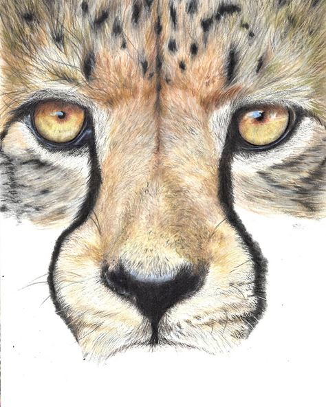 Frederique Horton Art on Instagram: “The Cheetah's face is starting to emerge, more to do but I would love to finish today! It is quite grey outside, best time for drawing!!…” How To Draw A Cheetah Face, Cheetah Face, 18th Century Fashion, Cheetahs, Art Class, Abstract Watercolor, Art Classes, Cake Ideas, 18th Century