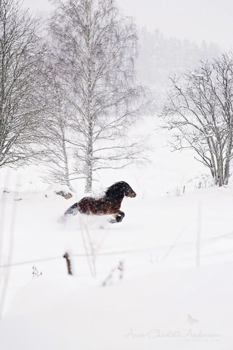 Dashing Through The Snow, Winter's Tale, All The Pretty Horses, Winter Magic, Winter Beauty, Snow Scenes, Winter Wonder, Pretty Horses, Love Horses