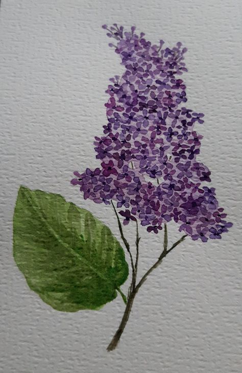 Watercolor lilac Lilac Drawing Easy, Lilacs Flowers Drawing, Washington Lilacs Drawing, Watercolor Lilacs Tutorial, Lilac Painting Easy, How To Paint Lilacs, Lilac Acrylic Painting, Lilac Watercolor Paintings, Lilacs Drawing