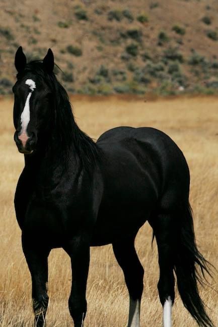 Natureza                                                                                                                                                                                 Mais Cai Arabi, Cai Sălbatici, Rasy Koni, Beautiful Horse Pictures, Black Horses, Most Beautiful Horses, Most Beautiful Animals, Animale Rare, Majestic Horse