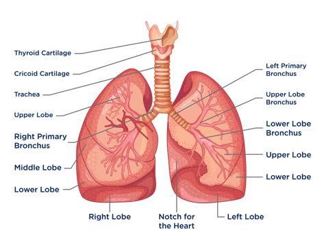 Lungs Diagram Lungs Diagram, Lung Lobes, Thoracic Cavity, Human Respiratory System, Lung Anatomy, Human Lungs, Cellular Respiration, Notes Online, Lungs Health