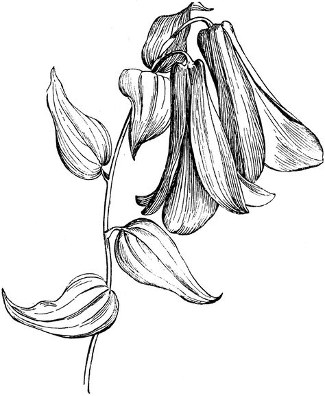 Chilean Bellflower- tattoo idea Lapageria Rosea, Rocket Ship Tattoo, Small Giraffe Tattoo, Small Infinity Tattoos, Nefertiti Tattoo, Scottish Tattoos, Small Henna Tattoos, Belle Tattoo, Simple Hand Tattoos