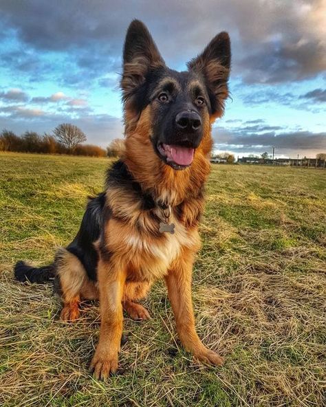 Reasons To Get A Dog, Aesthetic German Shepherd, German Shepherd Border Collie, Mix Dog Breeds, Border Collie German Shepherd, German Shepherd Aesthetic, Boxer Mix Puppies, German Shepherd Puppies Training, Mixed Dogs