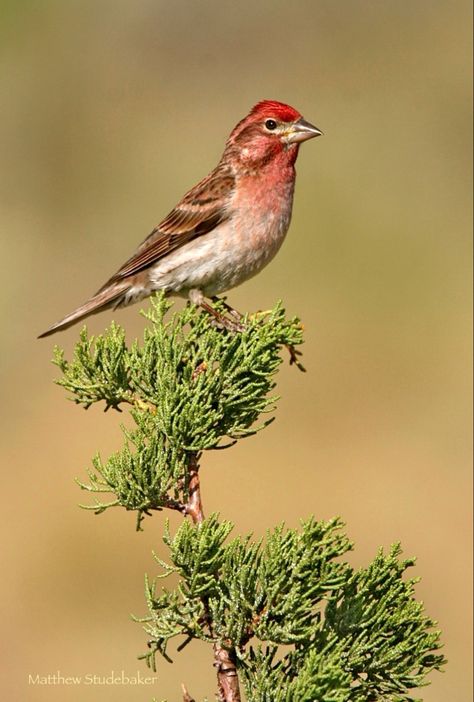 Haemorhous cassinii: A sonbird that inhabitats coniferous mountain forests in western North America and winters as far south as central Mexico. Bird Feathers, North America, Forest, Birds, Mexico, Nature