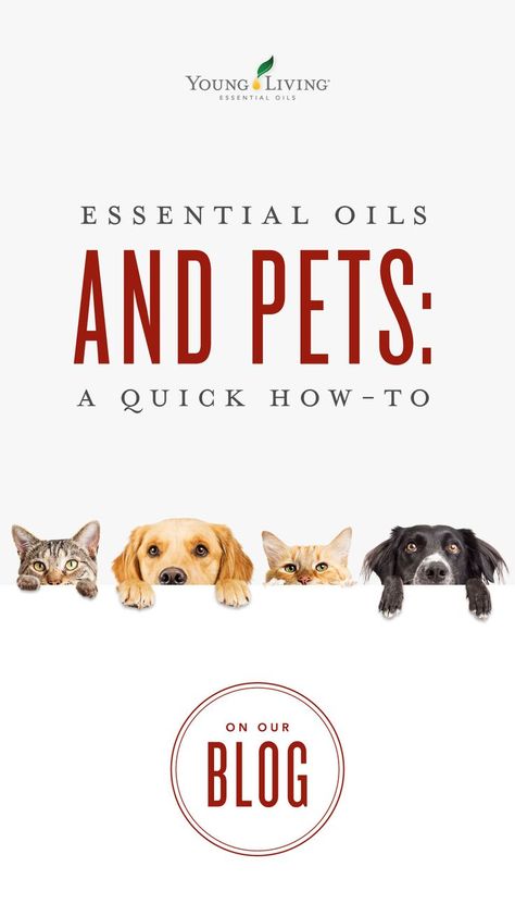 Young Living Pets, Essential Oils For Pets, Essential Oils For Dogs, Essential Oils Cats, Essential Oils Allergies, Essential Oils Dogs, Essential Oil Hair Growth, Are Essential Oils Safe, Thieves Essential Oil