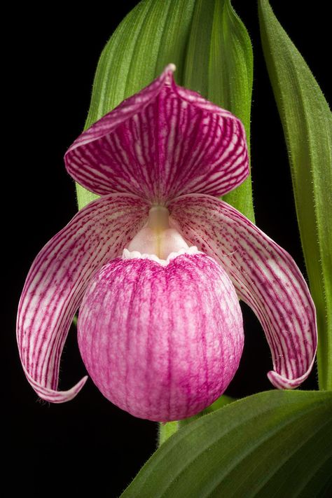 Lady Slipper Flower, Slipper Orchid, Lady Slipper Orchid, Lady Slipper, Sensitive Content, Plant Species, Woodland Creatures, Orchid Flower, Botany