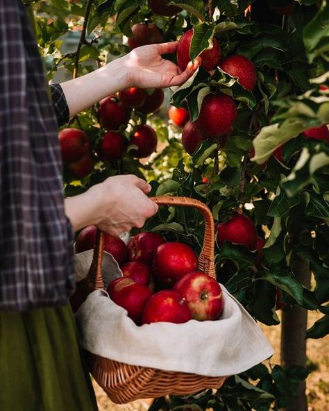 Apple Harvest | briesoldo Apple Photo, Apple Farm, Pumpkin Apple, Fall Apples, Apple Harvest, Apple Orchard, Harvest Season, Apple Picking, Pretty Wallpapers Backgrounds