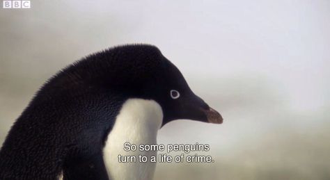 so some penguins turn to a life of crime Wholesome Memes, The Villain, Reaction Pictures, Mood Pics, Dankest Memes, Dumb And Dumber, A Black, I Laughed, Penguins