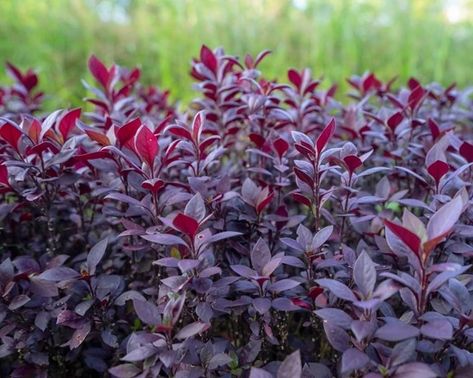 Goth Garden, Shade Garden Plants, Potted Plants Outdoor, Organic Mulch, Border Plants, Indoor Plant Care, Shades Of Burgundy, Fertilizer For Plants, Soil Improvement