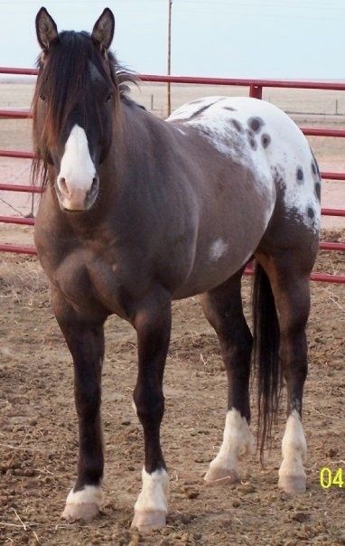 Grulla #Appaloosa #Stallion. I love this horse's coloring and build. I have considered him for my mare he's just not proven yet. Grulla Appaloosa, Appaloosa Horses, Most Beautiful Animals, Majestic Horse, All The Pretty Horses, Horse Crazy, Cute Horses, Horse Life, Appaloosa