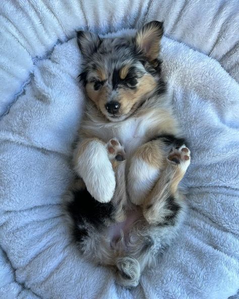 Cute Dogs Images, Aussie Puppies, Cute Dog Photos, Cute Animals Puppies, Very Cute Dogs, Dream Dog, Really Cute Dogs, Cute Little Puppies