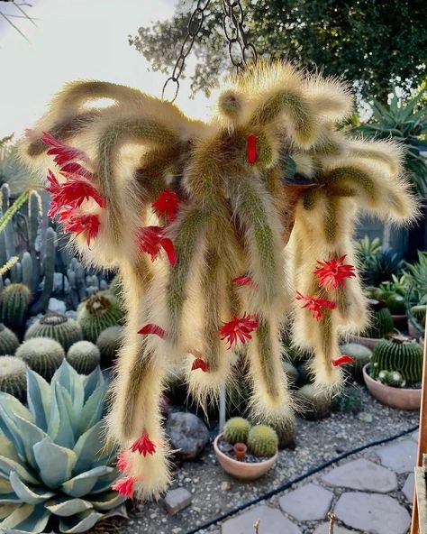 Monkey Tail Plant, Jungle Cactus House Plants, Monkey Mask Plant, Monkey Tail Cactus, Golden Monkey, Golden Rat Tail Cactus, Amazing Plants, Spider Mites, Cactus Care