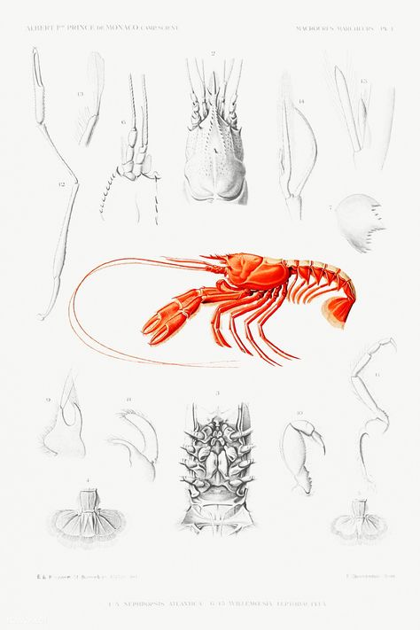 Shrimp Illustrations, Organs Illustration, Newspaper Design Layout, Crab Illustration, History Drawings, Spider Illustration, Scientific Drawing, Octopus Illustration, Prince Of Monaco