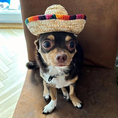 Polish chihuahua Tuna in his first sombrero, back to the roots 🐟 #chihuahua #chihuahuameme #dogmeme #puppy #tricolorchihuahua Chihuahua Puppies, Back To, To The, The Roots, Funny Stuff, Chihuahua, Bouquets, Puppies, Dogs