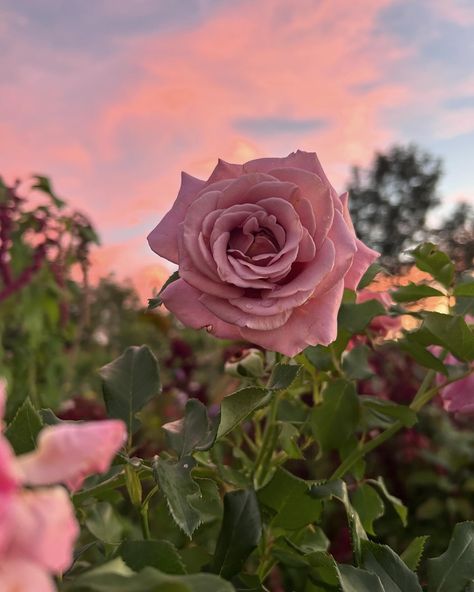 Koko loko over here matching the skies 🌅 #cutflowers #cutflowergarden #locallygrownflowers #local #niagaraontario #kokolokorose #roses Koko Loko Rose, Cut Flower Garden, Locally Grown, Cut Flowers, Roses, Collage, Halloween, Flowers, Pins