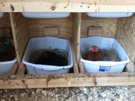 Nest box idea, easily cleaned! Dollar Store Nesting Boxes, Chicken Nesting Box Ideas, Nesting Box Ideas, Chicken Poop, Chicken Pen, Chicken Nesting Boxes, Nest Box, Best Chicken Coop, Keeping Chickens