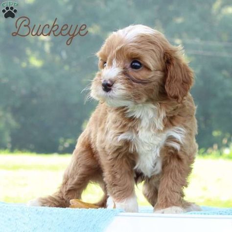 Buckeye - Cavapoo Puppy For Sale in Pennsylvania Cavapoo Puppy, Cavapoo Puppies For Sale, Greenfield Puppies, Puppy Finder, Cavapoo Puppies, Mini Poodles, Puppy Mills, Puppy For Sale, Dog Breeder