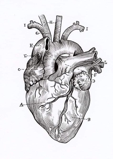 Anatomical Heart Drawing, Human Heart Drawing, Human Heart Anatomy, Anatomical Heart Art, Heart Diagram, Anatomical Heart Tattoo, Heart Anatomy, Couple Drawing, Drawing Eyes