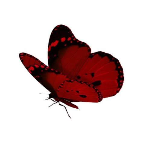 Red Butterfly Icon, Carrd Png Red, Red Pngs, Red Png, Carrd Png, Butterfly Png, Red Icons, Icon Gif, Screen Icon