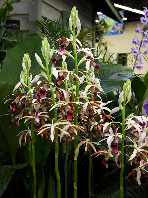 Nun Orchid, Brown And White Flowers, Big Indoor Plants, Easy To Grow Houseplants, Oncidium Orchids, Orchid Fertilizer, Blooming Orchid, Easy Care Houseplants, Types Of Orchids