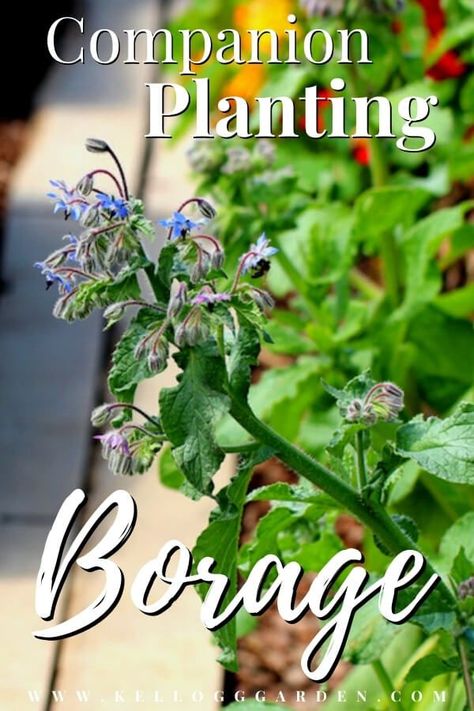 Not only are its striking star-shaped flowers picturesque to look at, but borage is an excellent companion plant that helps other plants to thrive, and it is entirely edible from stem to flower. Follow our guide to learn about borage uses, benefits, and companion planting advantages. #companionplanting #growingborage Garden Companion Planting, Smart Garden, Self Watering Planter, Room With Plants, Garden Pests, Companion Planting, All About Plants, Medicinal Herbs, Medicinal Plants