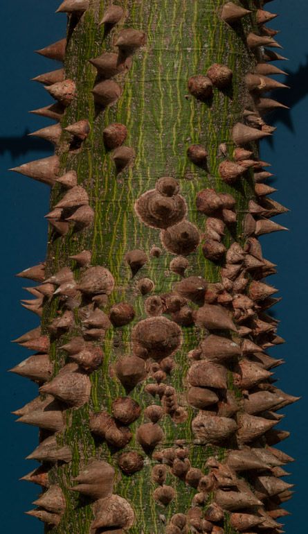 Here is the Ceiba pentandra tree in the back yard of the FLAAR Mesoamerica offices, Museo Popol Vuh Universidad Francisco Marroquin 6a calle final zona 10 Guatemala 01010 (in Guatemala). Some of these trees have hollow areas large enough for a person to crawl into and stand up inside (ra ceiba is one of the largest trees in the Central American forest and may live several hundred years; there is a hollow one in the yard of Dos Lagunas field station. Ceiba Tree, Famous Trees, Tree Id, Sacred Tree, Cool Shapes, Texture Inspiration, Ancient Tree, Unique Trees, Central American