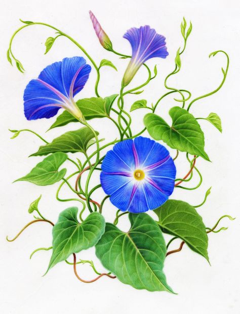 Morning Glory Flowers, Botanical Painting, Iris Flowers, Botanical Drawings, Flower Art Painting, Digital Flowers, Botanical Flowers, Morning Glory, Counted Cross Stitch Patterns