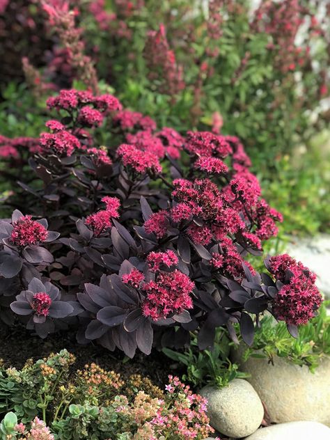 Hylotelephium 'Plum Dazzled', formerly known as Sedum 'Plum Dazzled' (Derivative of a photo by T&L Nurseries) #hylotelephium #sedum #succulent #succulents #cactiandsucculents #succulentopedia #worldofsucculents #bloomingsucculent #succulentflower Rozanne Geranium, Sedum Stonecrop, Simple Garden Ideas, American Meadows, Goth Garden, Purple Succulents, Simple Garden, Fountain Grass, Gothic Garden